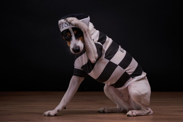 štúdiová fotka psa oblečeného vo vezeňskom oblečení