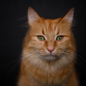 portrét mačky so zelenými očami na tmavom pozadí