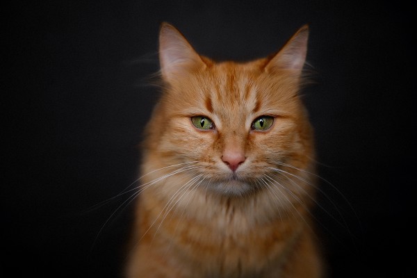 portrét mačky so zelenými očami na tmavom pozadí