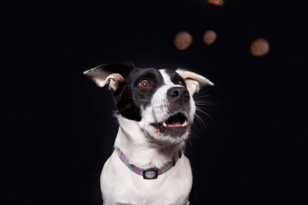 fotka bieleho psa s čiernymi škvranmi chytajúceho letiace granule na tmavom pozadí