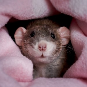 fotka potkana v ružovej flísovej deke